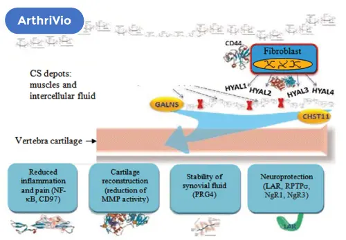 mechanism of action ArthriVio : Tissue Regeneration
