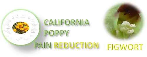 California Poppy Pain Reduction