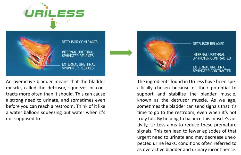 UriLess mechanism of action-